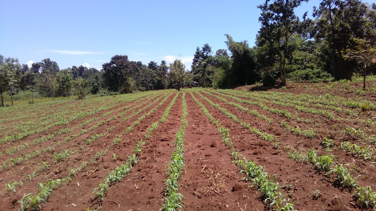Subsistence farming